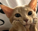 >>>/halp/23065