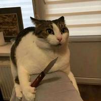 26123