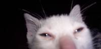 >>>/weed/1752